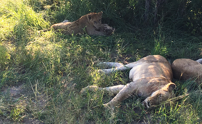 Lion and Cubs After a Feed on a Sabi Sands Green Season Safari - South Africa in March