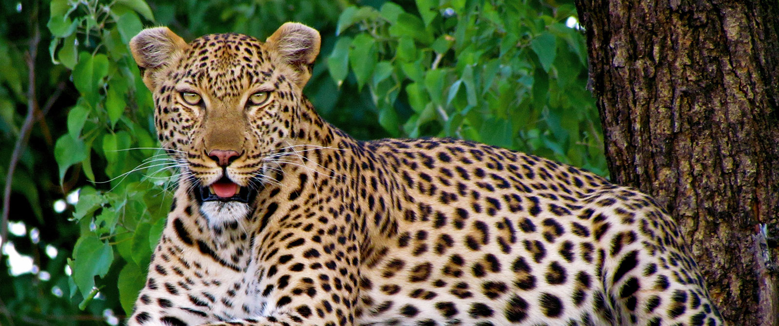 Leopard in the Trees, Sabi Sands, Kruger Safari South Africa