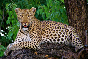 Leopard in the Trees, Sabi Sands, Kruger Safari South Africa