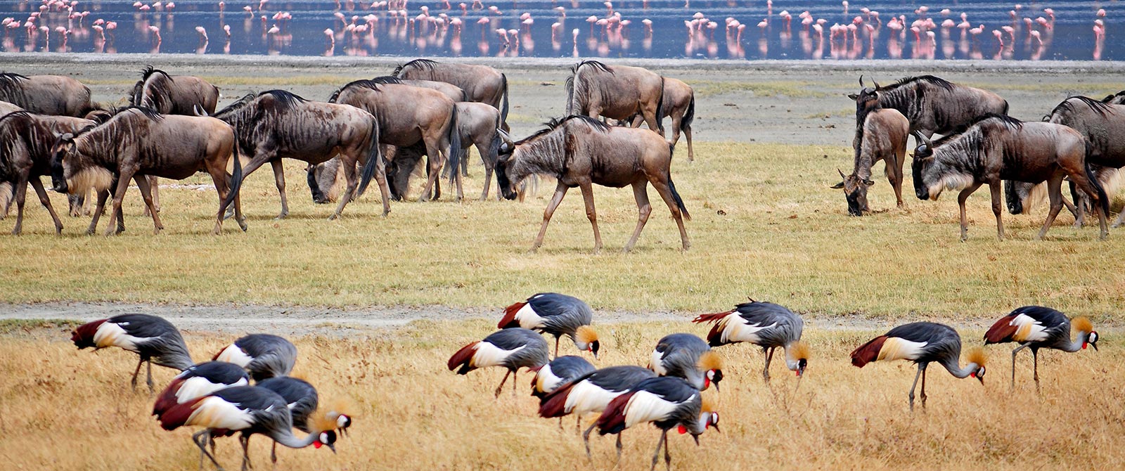 Game Drive in Ngorongoro Crater, Tanzania