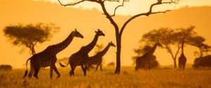 Giraffes on the Plains of East Africa at Sunset