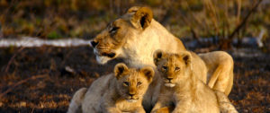 Lions at Jamala Madikwe - Best South Africa Safari Tours