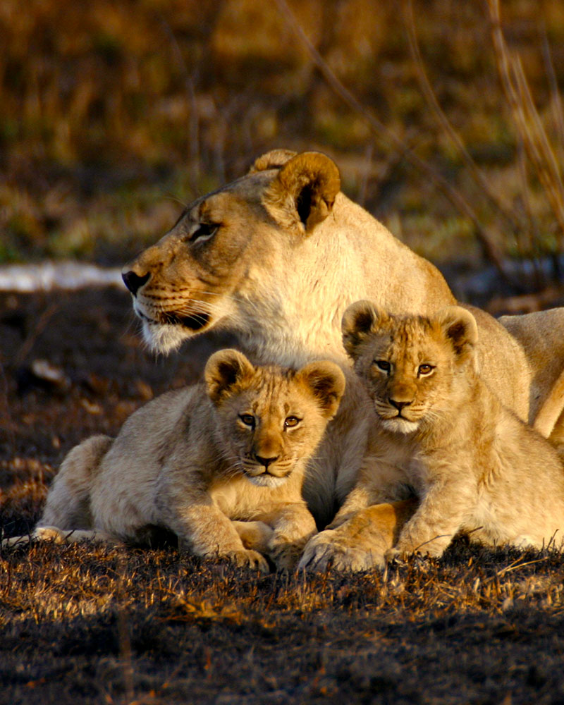 Lions at Jamala Madikwe - Best South Africa Safari Tours
