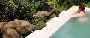 Greeting Elephants at the Pool at Royal Malewane - Best South Africa Safari Tours
