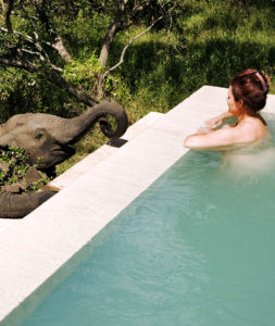 Greeting Elephants at the Pool at Royal Malewane - Best South Africa Safari Tours