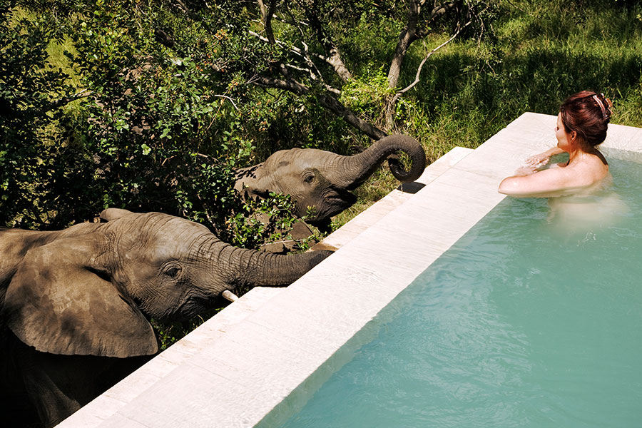 Greeting Elephants at the Pool at Royal Malewane - Best South Africa Safari Tours