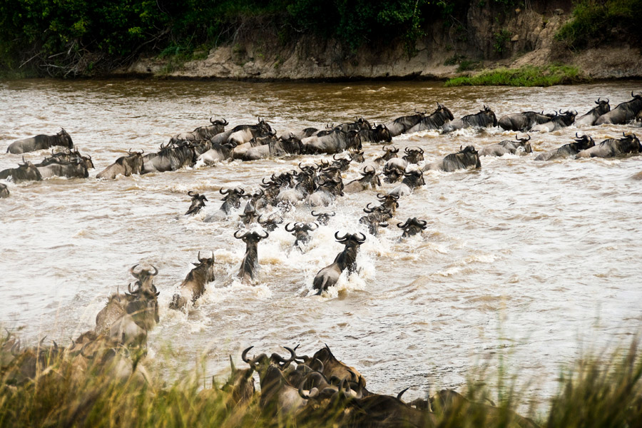 Wildebeest crossing the river in the Great Migration