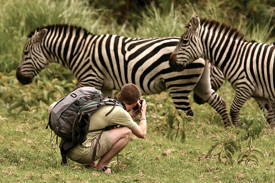 Photographing zebras on a walking safari in the Serengeti