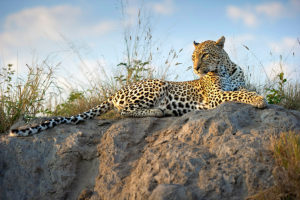Best Safaris in Africa - Top 5 Safari Tours - Best Africa Safari Travel Agency