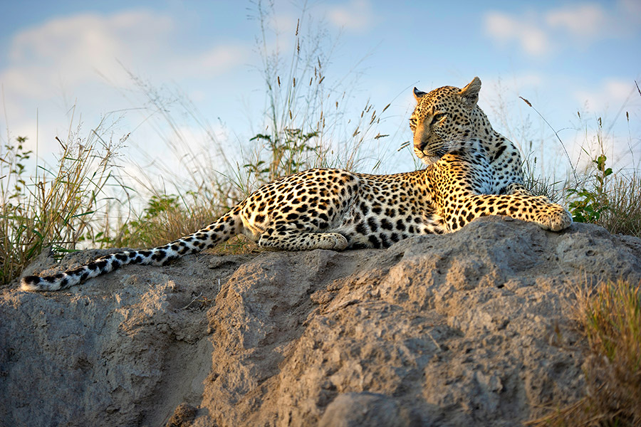 Leopard in the Sabi Sands