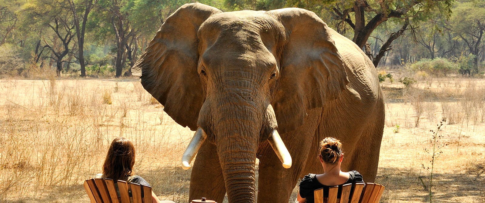 Elephant Walking Up to Safari Lodge Guests at Old Mondoro Camp