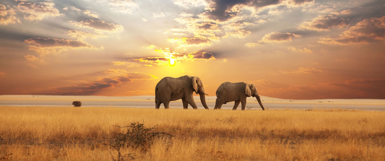 Elephants at Sunset in the Savannah