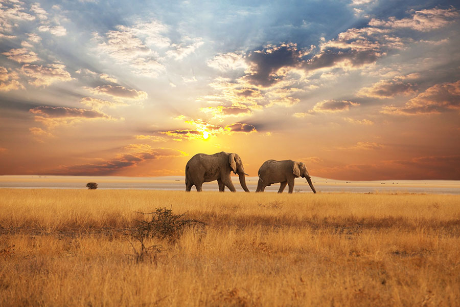 Elephants at Sunset in the Savannah