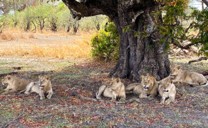 Lions in Africa - Tanzania Safari Travel Tips