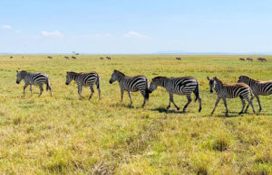 Zebras in Kenya - African Safari