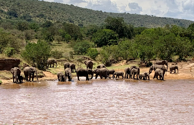 Elephants in Front of Karen Blixen Camp in the Masai Mara