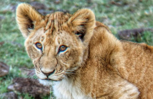 Lion Cub in the Masai Mara, Kenya