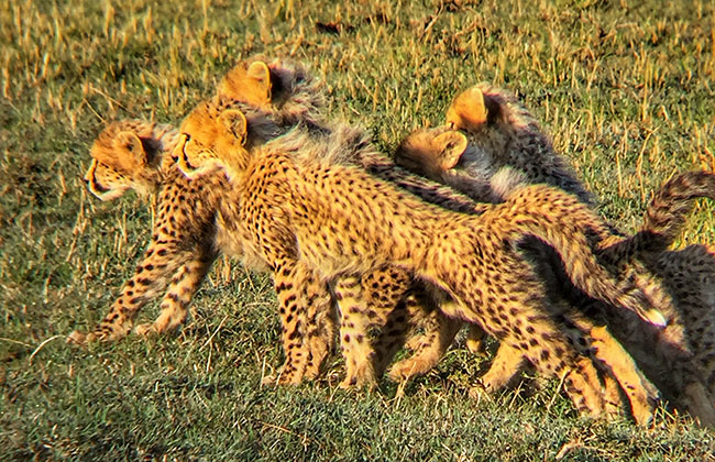 African Safari in Kenya - Cheetah Cubs in the Masai Mara