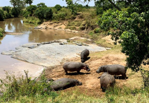 Hippos in Front of Camp in Kenya