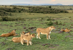 African Safari in Kenya - Lions in the Masai Mara