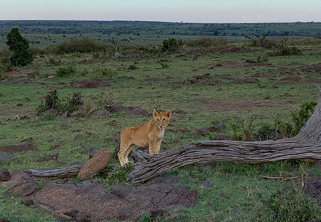 African Safari in Kenya - Lions in the Masai Mara