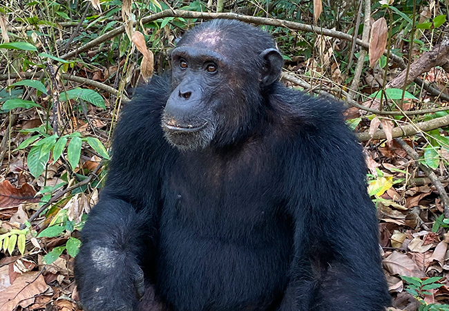 Chimpanzee Trekking in Tanzania