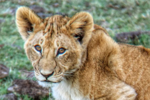 Lion Cub Seen on an African Safari in the Masai Mara, Kenya