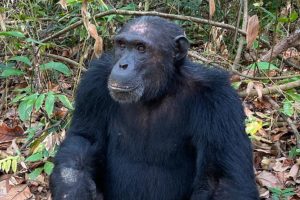 Chimpanzee Trekking at Mahale Mountains National Park, Tanzania