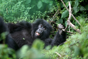 Gorilla Trekking & Gorilla Safaris in Africa - Best Travel Agency