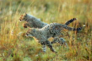 Cheetah Cubs Running in Thanda Safari Big 5 Game Reserve