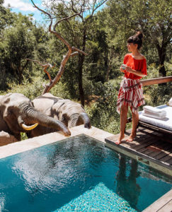 Elephants at the Pool - 5 Star South Africa Safari Lodges - Royal Malewane
