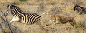 Lion Chasing a Zebra in Africa - Thanda Safari South Africa