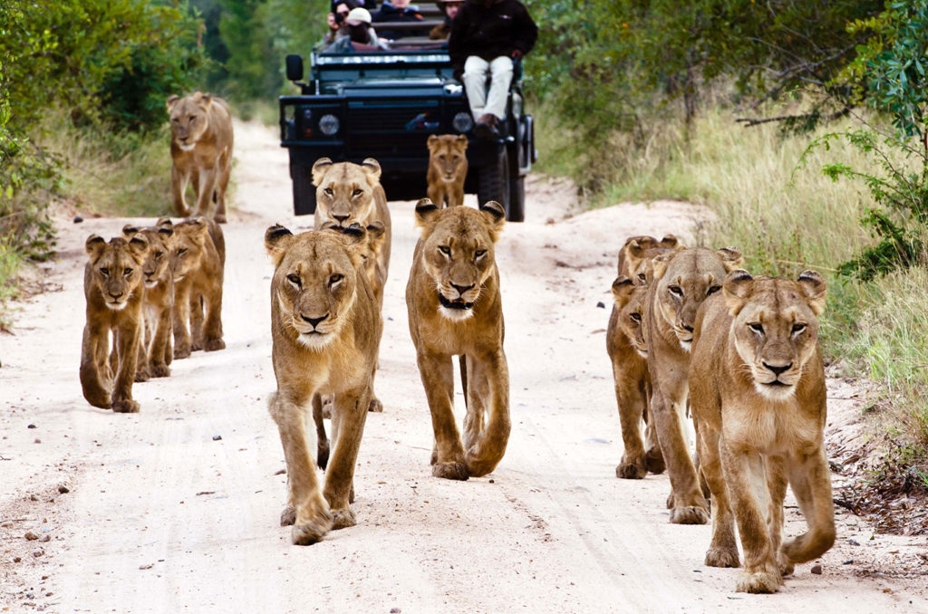 Lions on the Road in Kruger - South Africa Luxury Safari Vacations