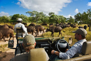 Buffalo on a Game Drive - Big 5 Safari South Africa