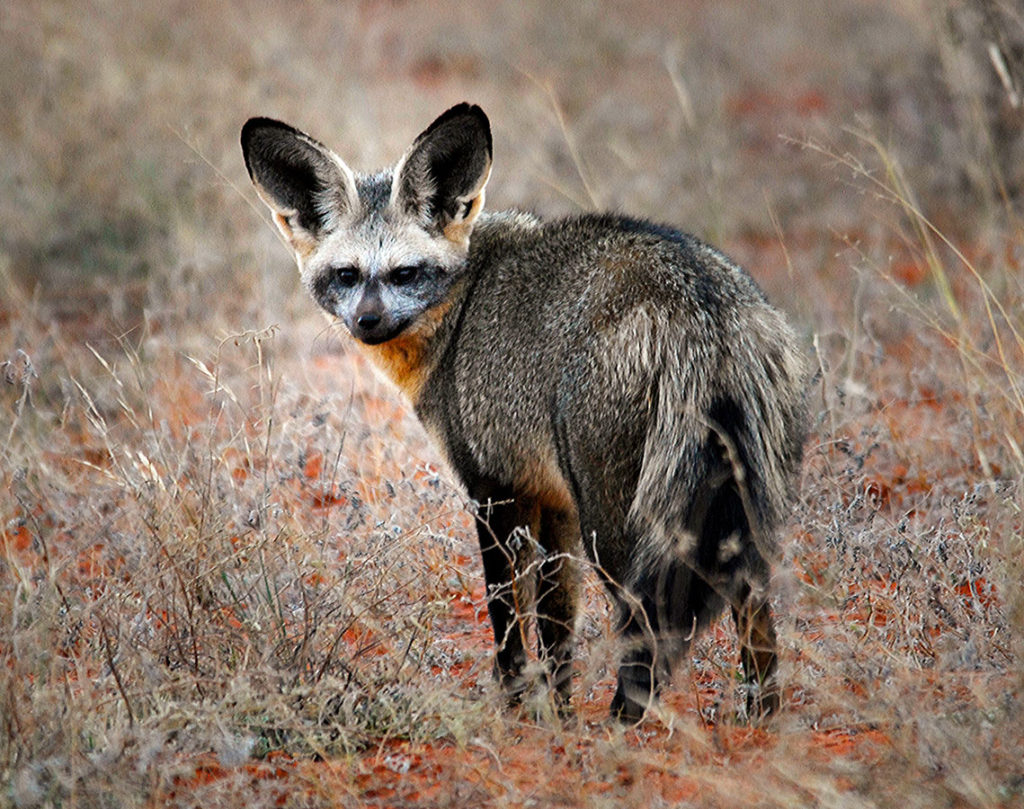 Bat Eared Fox at Tswalu Kalahari, South Africa