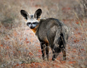 Bat Eared Fox at Tswalu Kalahari, South Africa