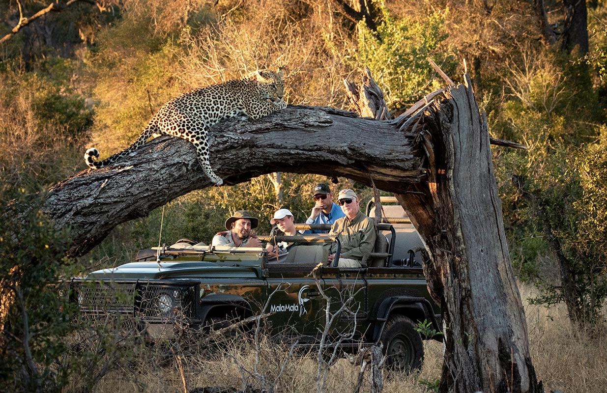 Leopard in Mala Mala Game Reserve - South Africa Luxury Safari Vacations