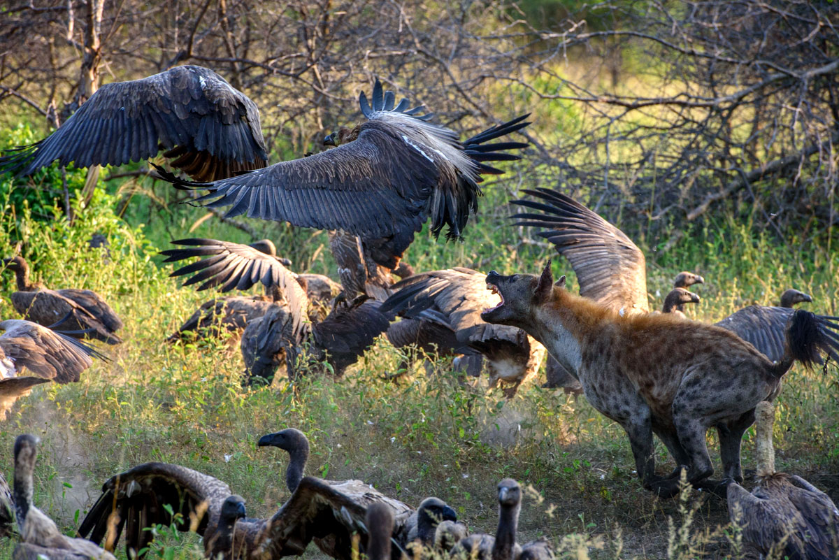 Hyena Chasing Vultures - Sabi Sabi Luxury Safari Game Reserve, South Africa