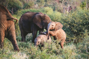 Baby Elephants Playing in South Africa - 5 Star South Africa Safari