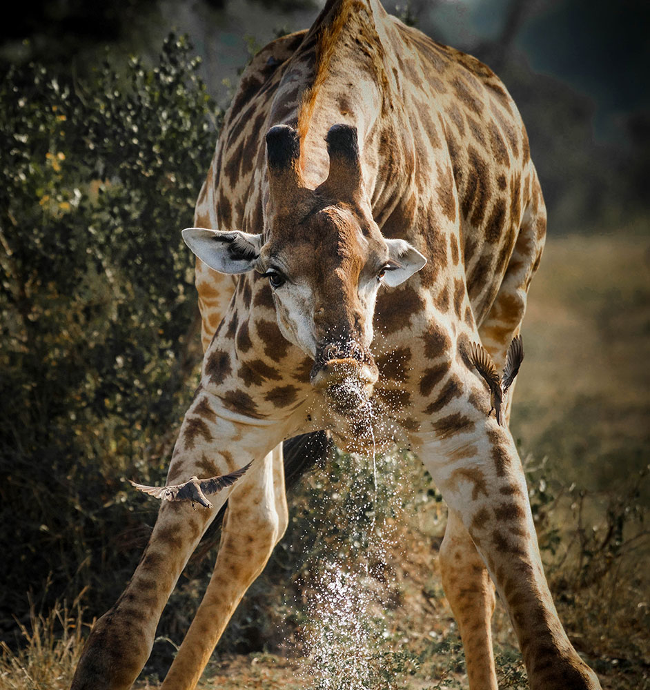 Giraffe in Mala Mala Game Reserve, South Africa
