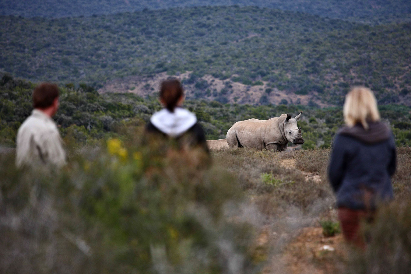Rhino Seen on Walking Safari in Kwandwe - Luxury South Africa Safari Experiences