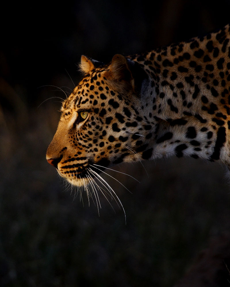 Leopard Spotted on Safari at Royal Malewane Lodge