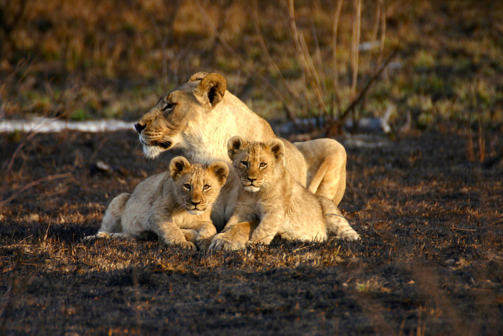Lions in Madikwe Game Reserve - Big 5 Safaris South Africa