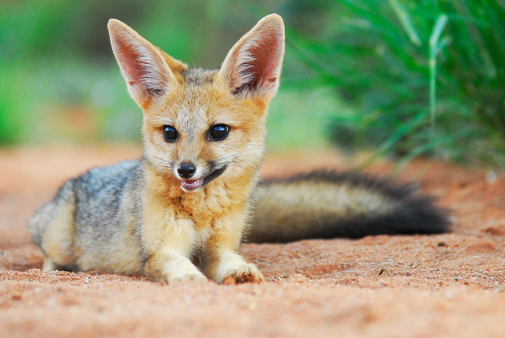 Cape Fox at Tswalu Kalahari, South Africa - 5 Star Private Safari Lodges