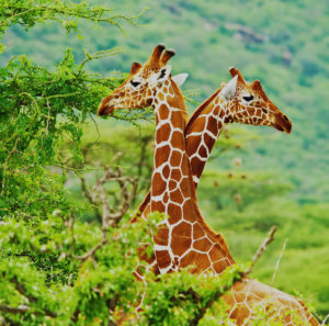 Africa Endeavours - Best Africa Travel Agents