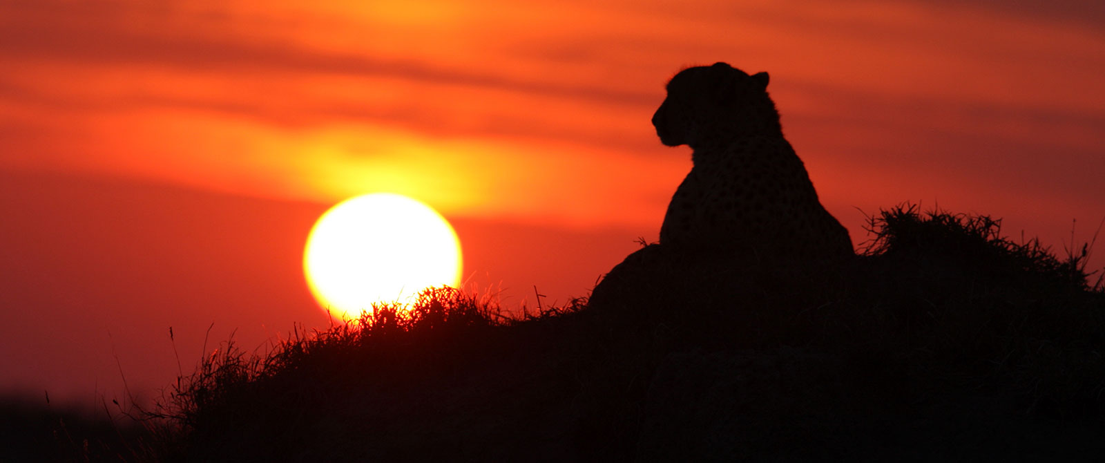 Cheetah at Sunset in the Sabi Sands - Big 5 Safari South Africa