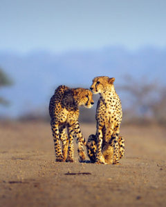 Africa Endeavours - Best Africa Travel Agents