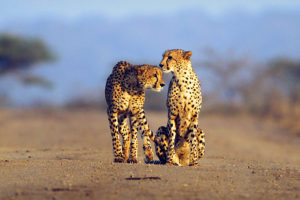 Africa Endeavours - Best Africa Travel Agents