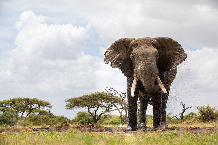 Chyulu Hills Kenya Safari - Elephant at ol Donyo Lodge