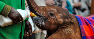 Baby Elephant Being Bottle Fed at Sheldrick Wildlife Trust in Nairobi - Sustainable Travel Africa